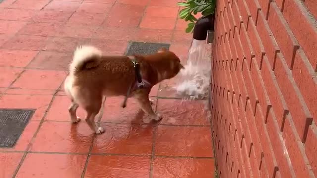 Shiba drinking water