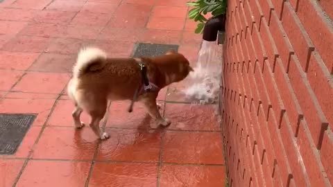 Shiba drinking water