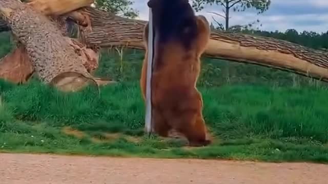 The bear is scratching its back with the pole, and it looks like it's dancing