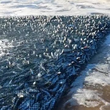 SARDINE FEVER ‼️‼️🐟🐟🐟