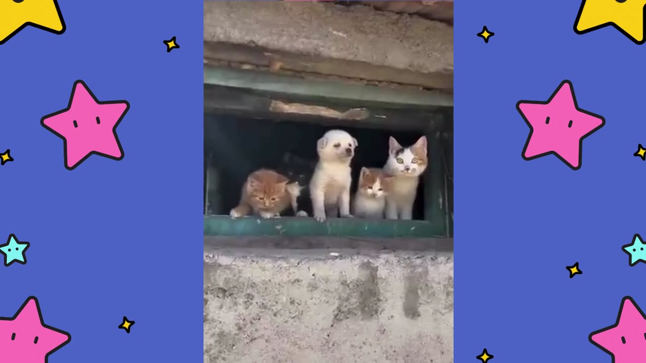 Adorable Cats and Dogs Mesmerized by the View Outside the Window