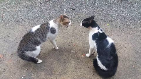 The cats fighting in sound/ Exculive play vidio