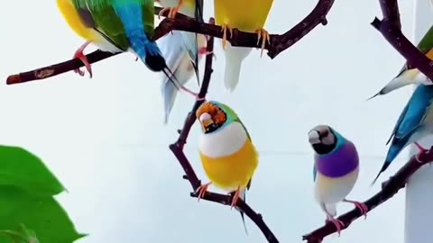 colour full birds 🦅sweet sounds🐦 relax feeling | sleepy sound | soul rest #viral #shorts# #birds