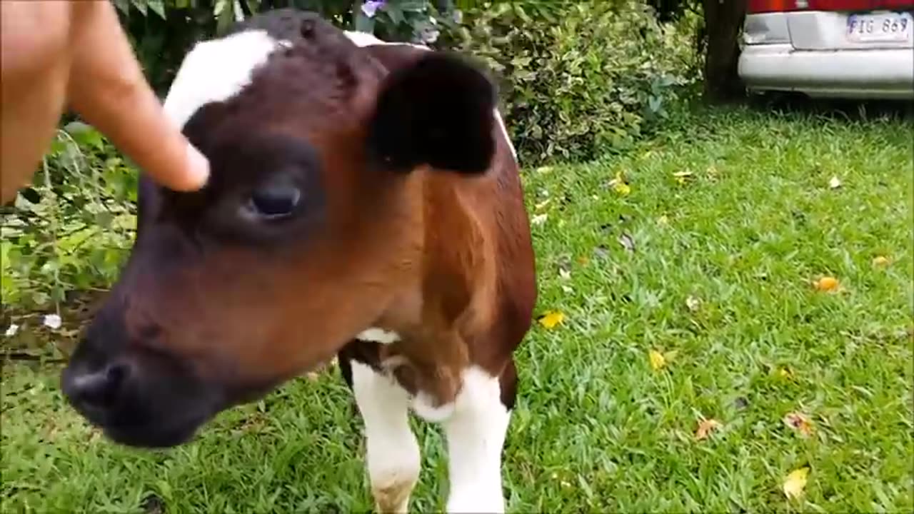 Cows Go Moo (Baby Edition) - CUTEST Compilation