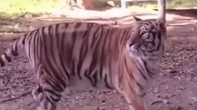 slap to tiger ?!