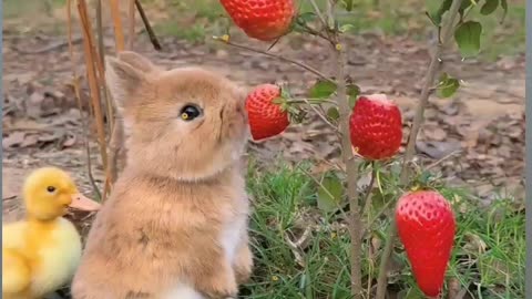 Enjoy a Rabbit eating a Strawberry 🍓