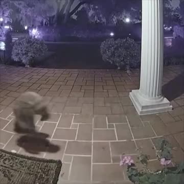 Sneaky Raccoon