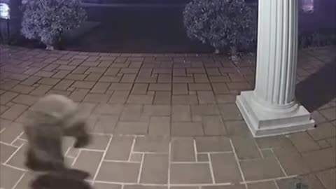 Sneaky Raccoon
