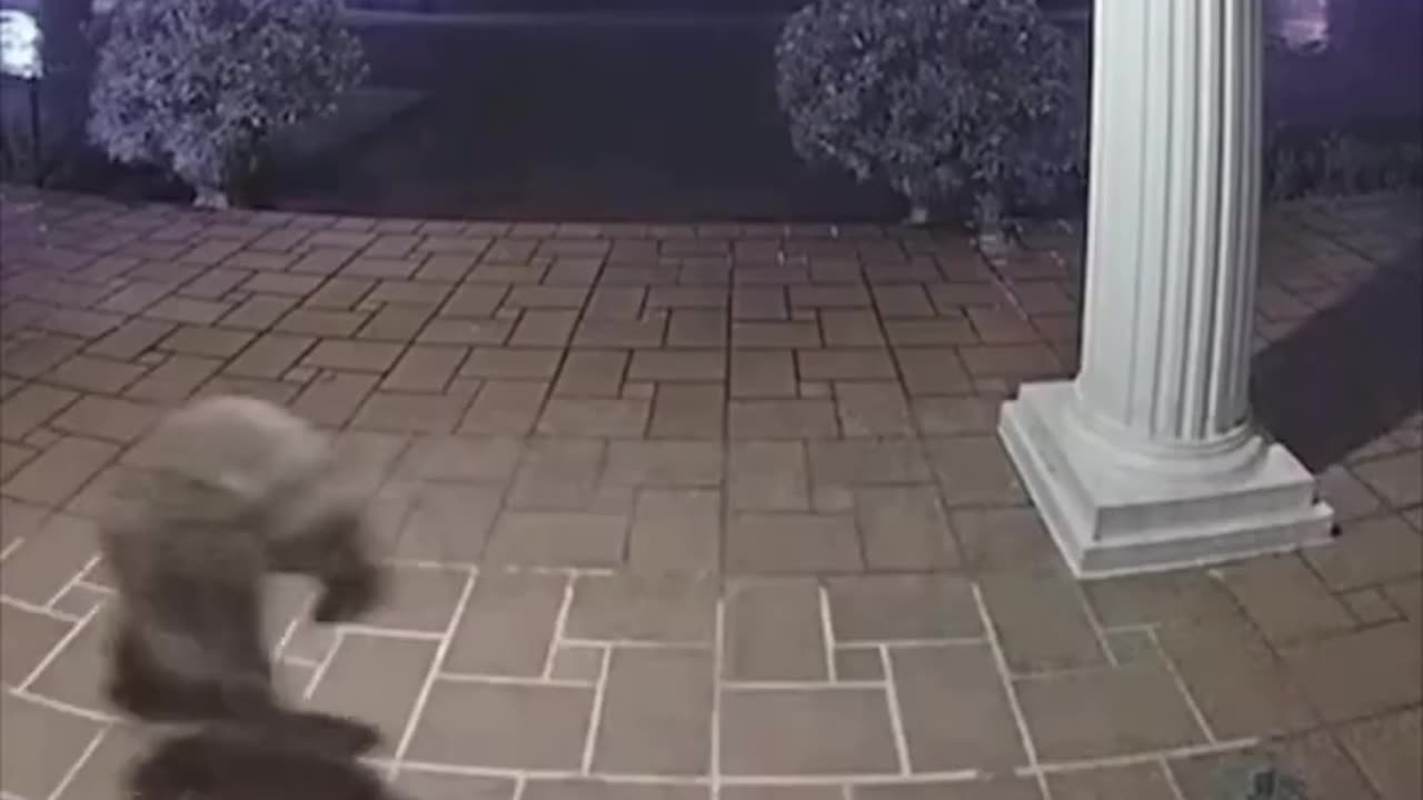 Sneaky Raccoon