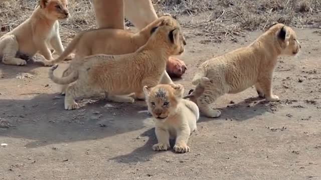 Cute baby lions