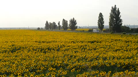 Fields of sunflowers