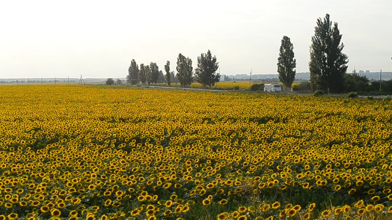 Fields of sunflowers