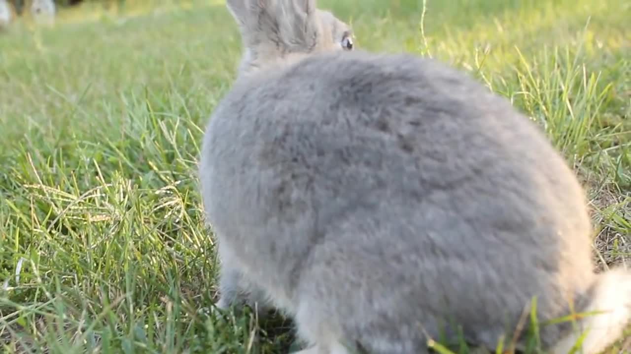 A Rabbit's Point of View What Rabbits See