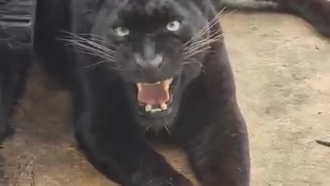 Angry Jaguar