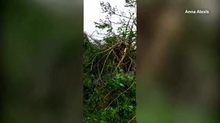 Trees shake on Guam as Typhoon Mawar closes in