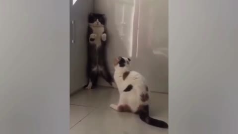 Cat Gets Scared By Another Cat Stands In A Corner