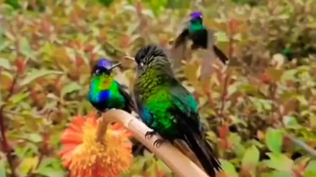 Beautiful birds 5