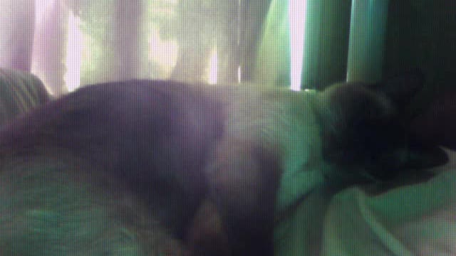 puchies sleeping on the bed