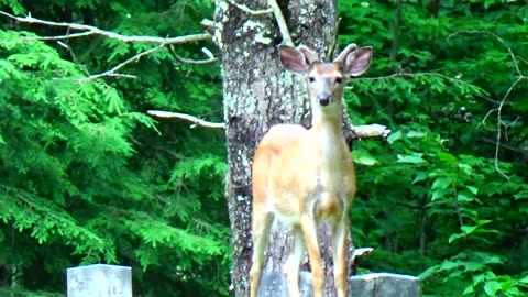 White-tailed deer