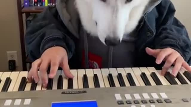 Siberian Husky PLAYS PIANO PERFECTLY!