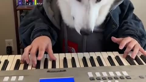 Siberian Husky PLAYS PIANO PERFECTLY!