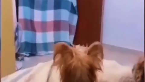 Funny dogs