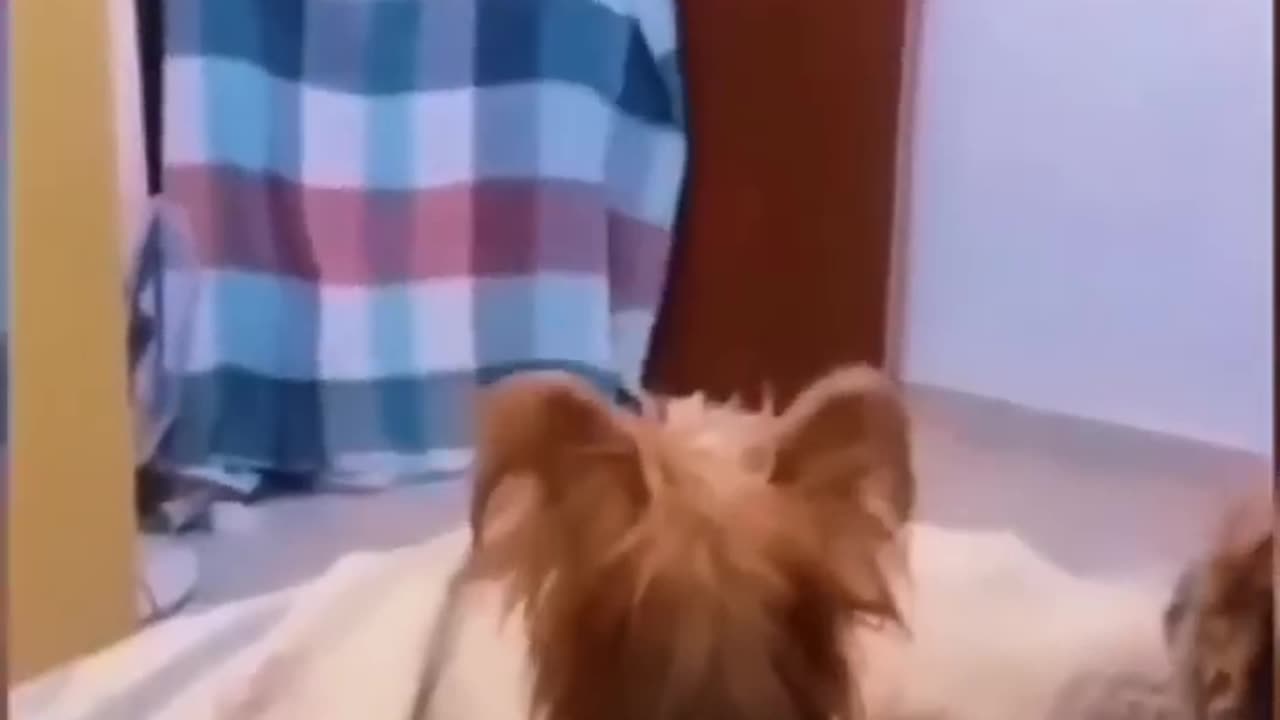 Funny dogs