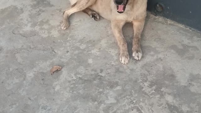 My Street Dog Enjoy beautiful life