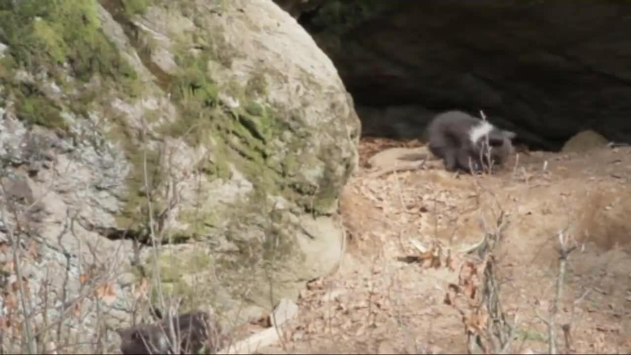 Grizzly Bear Mother Protects Her 3 Tiny Newborns Cubs