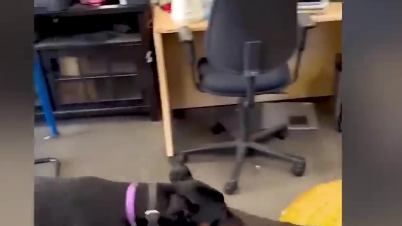 Try Not to Laugh at These Funny Animals Videos!