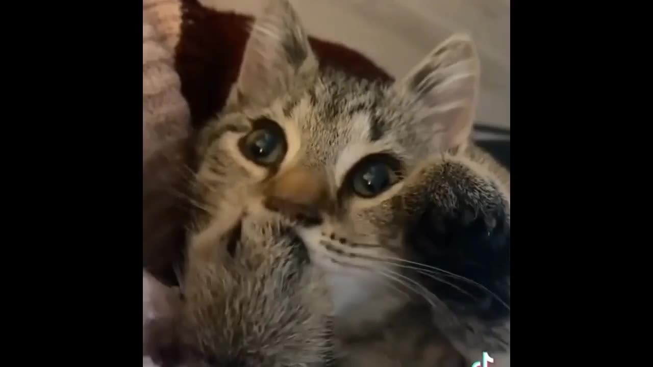 Viral cat Funny cat videos Animal fails Funny animal moments Hilarious pet videos Funny animal compilations Funny animal reactions Funny animal memes "Watch our latest funny animal video and get ready to laugh! This compilation features adorable cats