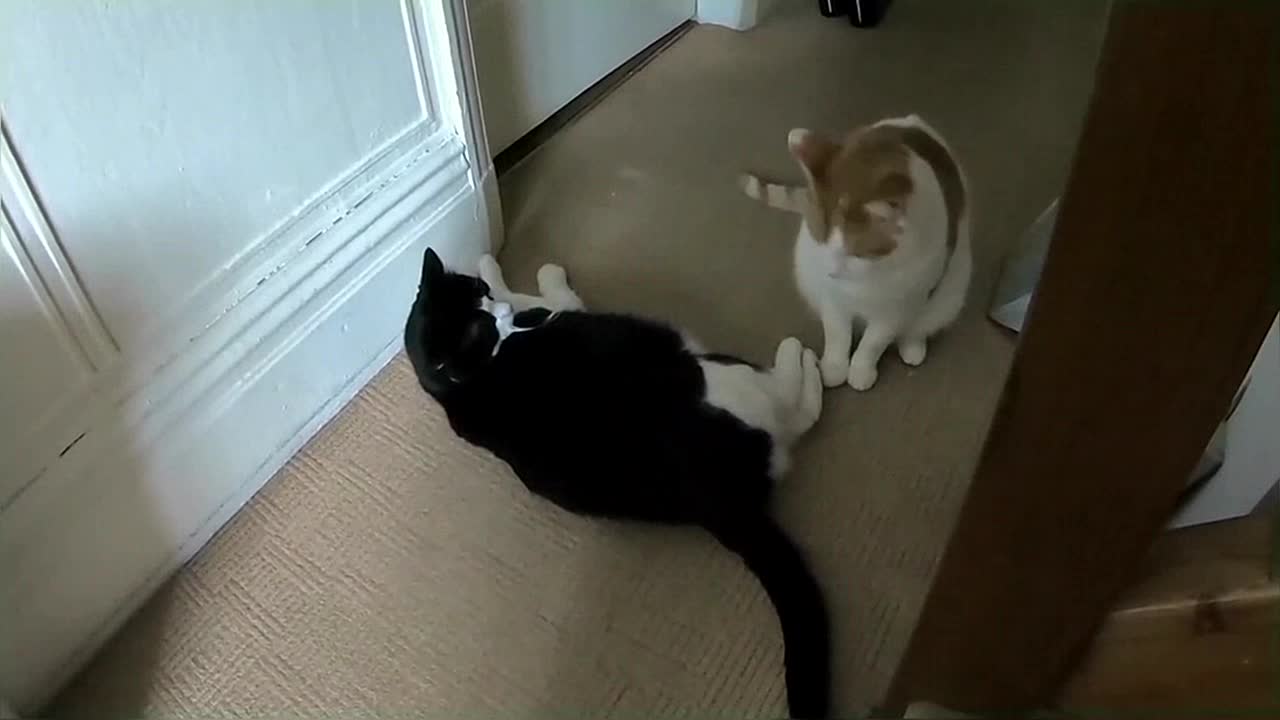 Cat Fight