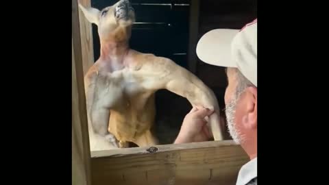 body building natural