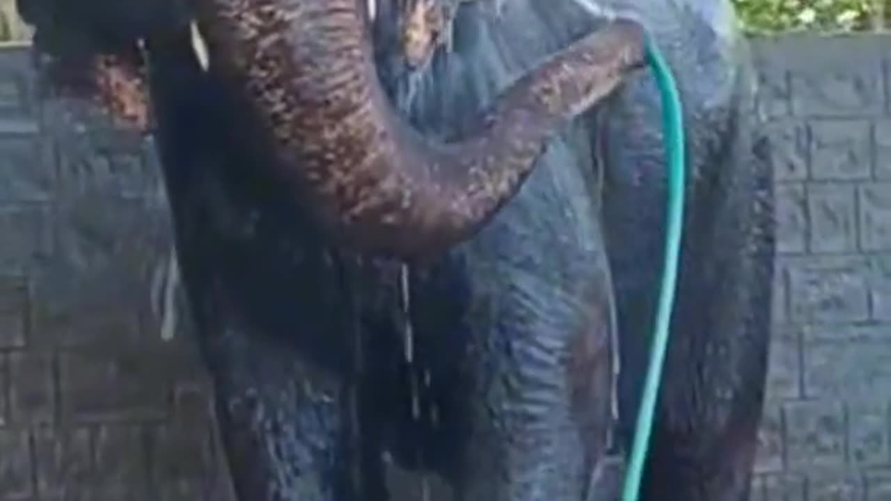 Bathing Elephant