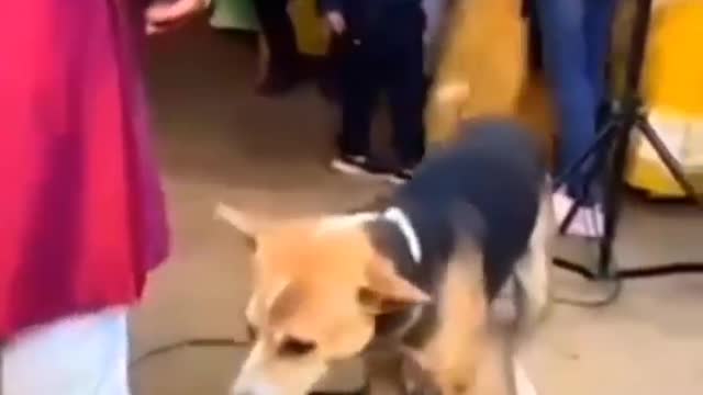 Dog dancing with live music