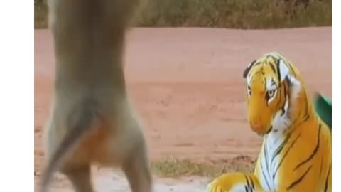 Monkey Funny short video.