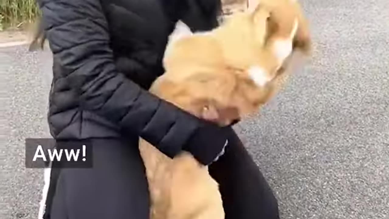 Cute Dog Excited to Reunite With Owners