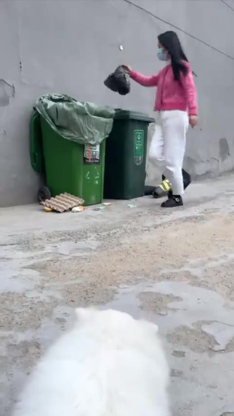 Do you think Nico did the right thing__cute _dog _funny _doglover