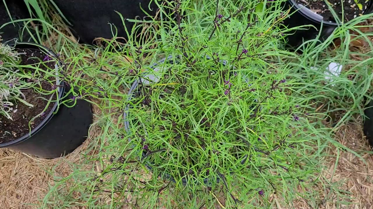 A Look at What Mutant Pepper Plants Look Like