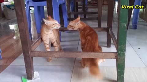 Cats Fighting and Meowing - These Two are Bloody Brothers
