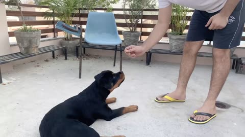 Training of speak command how to train your dog to