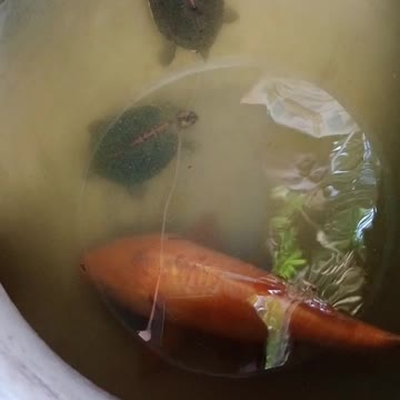 Tortoise And Carp Fish 😁Beautiful Moments