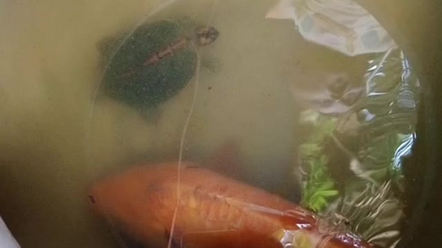 Tortoise And Carp Fish 😁Beautiful Moments