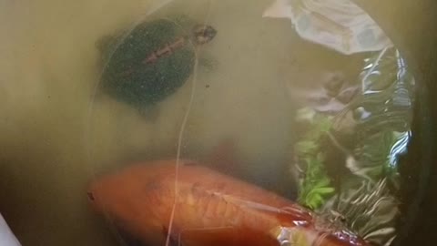 Tortoise And Carp Fish 😁Beautiful Moments
