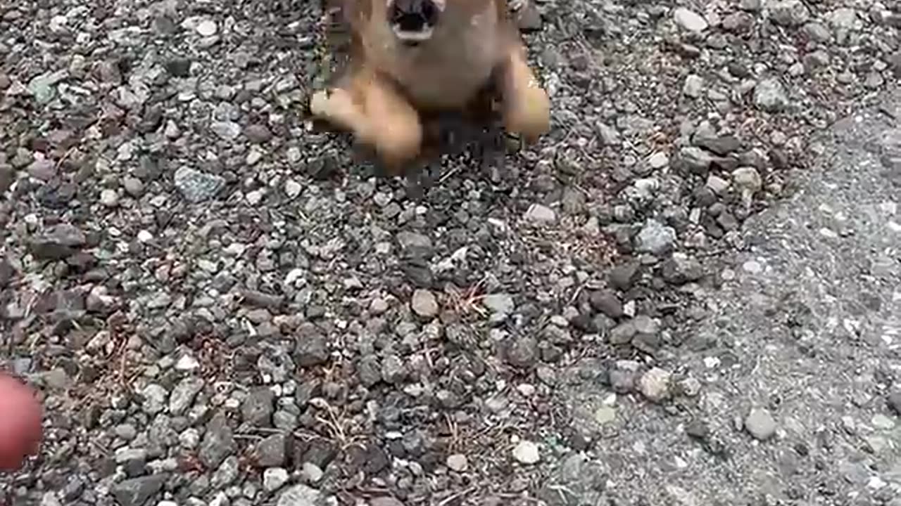 Friendly Fawn Comes By For Head Scratches __ Viral