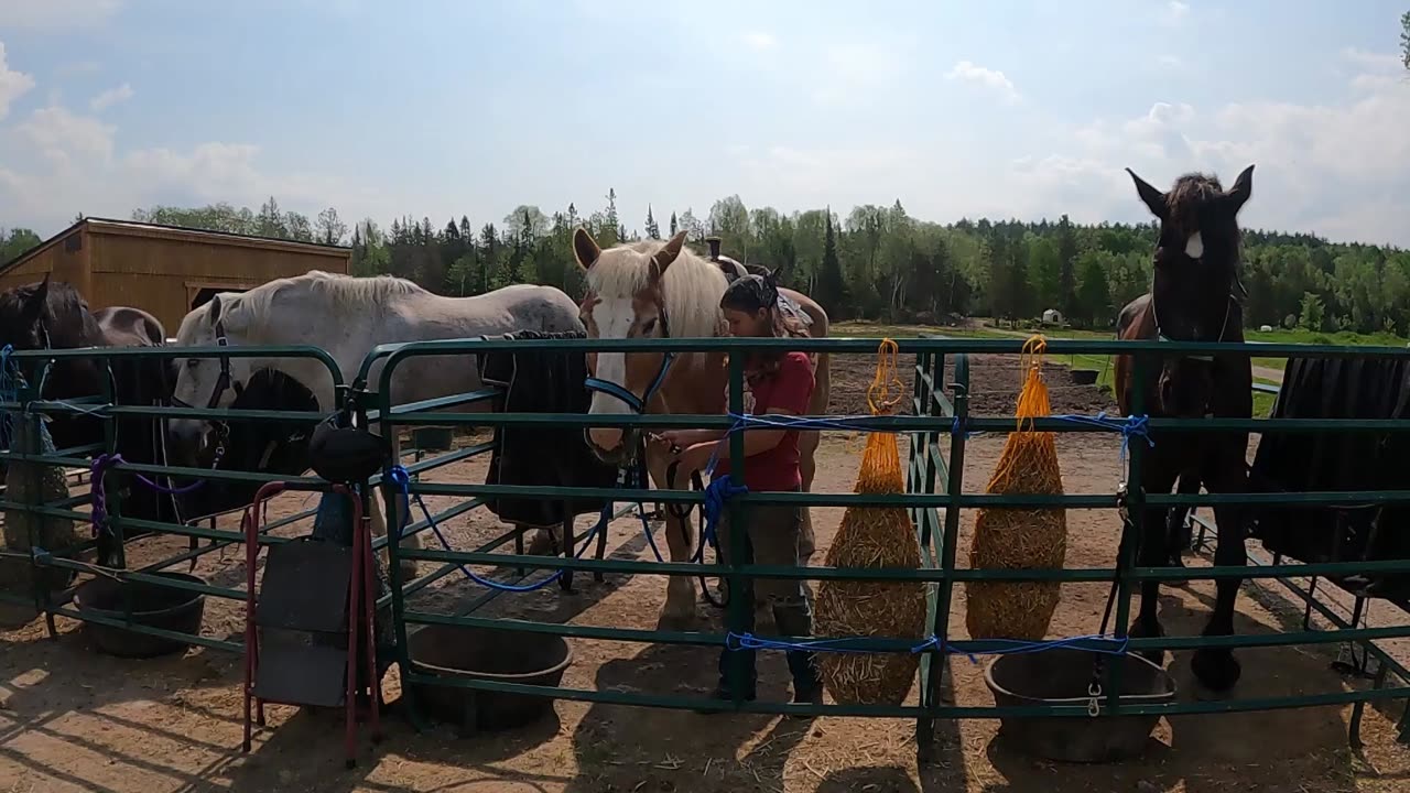 Their First Time With A Saddle Was UNBELIEVABLE!