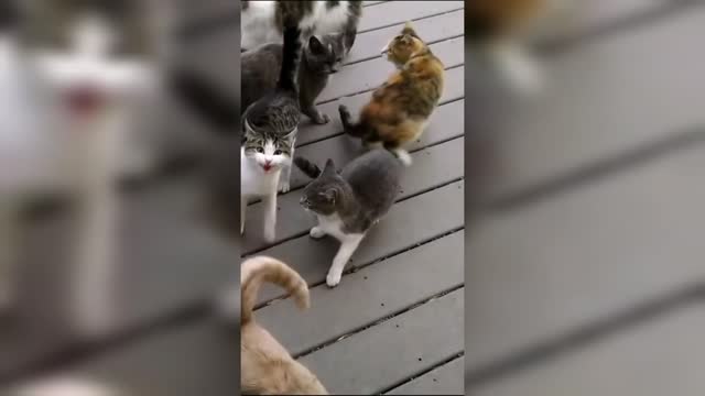 🤣 Animales Chistosos Perros y Gatos 😺🐶 Recopilación de Videos de Perros y Gatos