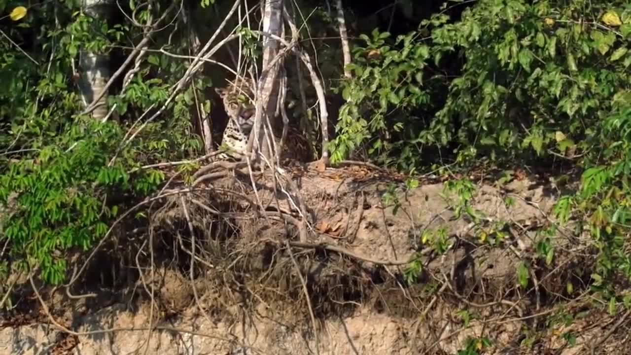 Jaguar vs croco combat à mort!!! incroyable!!