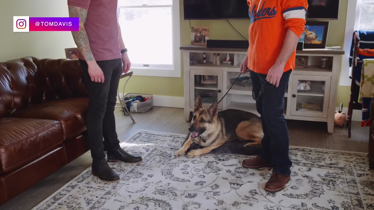 Dog training video