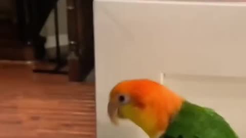 Funniest Parrots & Cutest Birds Compilation 🦜🐥